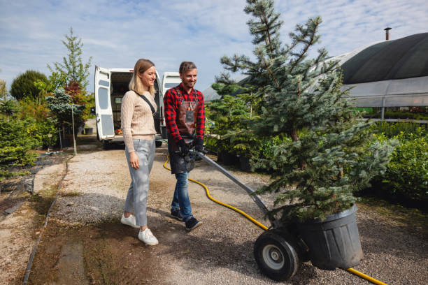 Best Palm Tree Trimming  in Memphis, MO